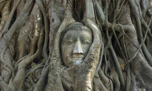 Drzewo Bodhi Banyan blog (1).jpg